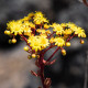 Ružicovka - Aeonium spathulatum - predaj semien - 8 ks