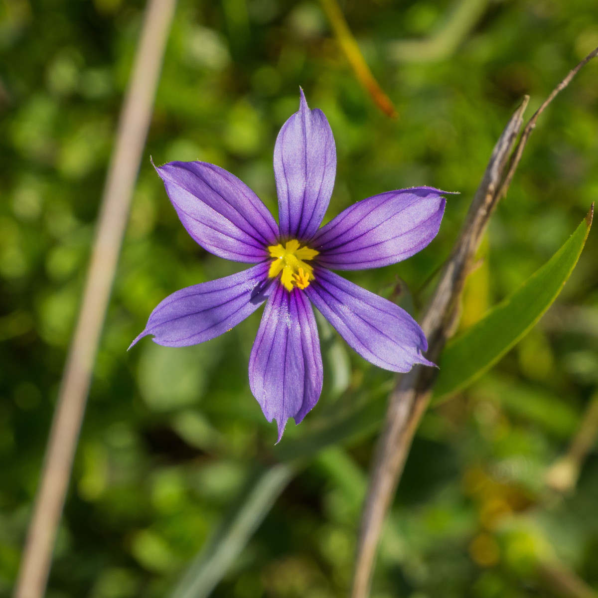 Badil - Sisyrinchium idahoense - semiačka - 10 ks