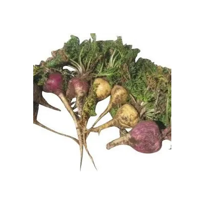 Ženšen peruánsky fialový - Lila Maca - Lepidium - predaj semien - 5 ks