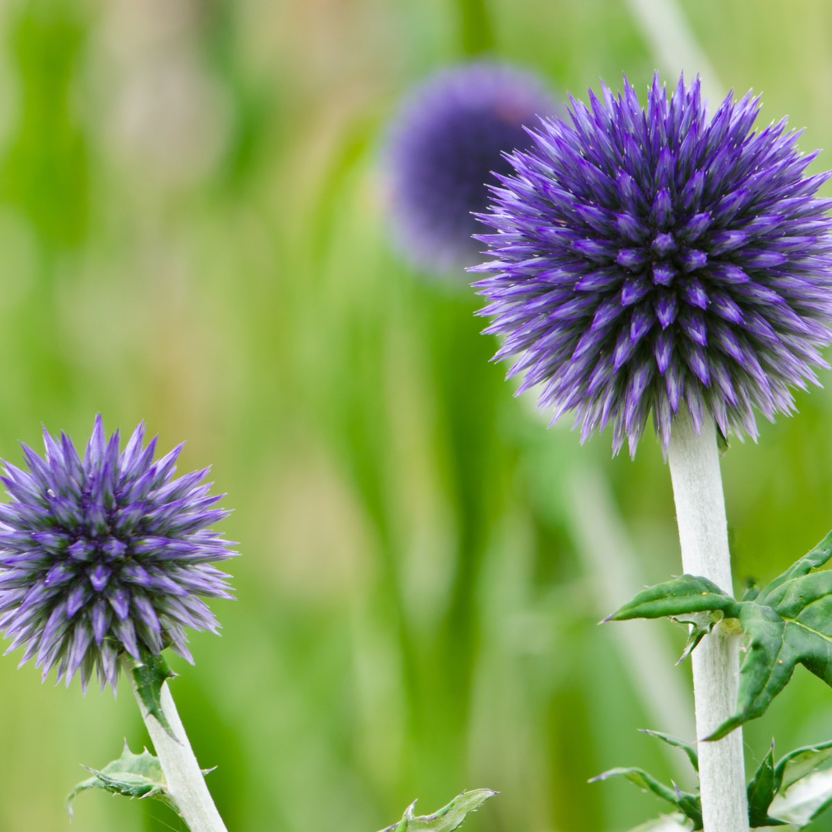 Bielotŕň modrý - Echinops ritro - semiačka - 6 ks