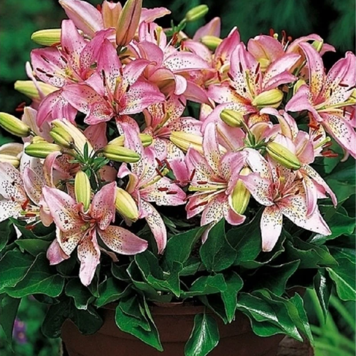 Ľalia Pink Pixie - Lilium - predaj cibuľovín - 1 ks