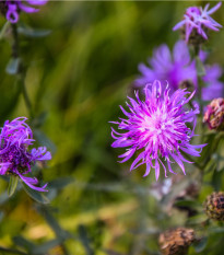 Nevädza lúčna modrá - Centaurea jaceae - semiačka - 200 ks