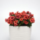 Katarant Tatoo Tangerine - Catharanthus roseus - predaj semien - 30 ks