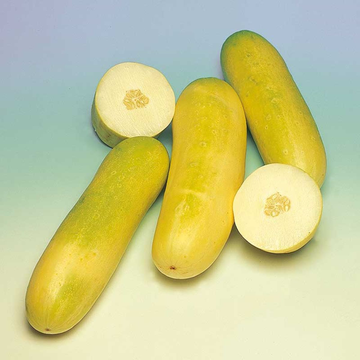 Uhorka šalátová Travito F1 - Cucumis sativus - predaj semien - 10 ks