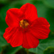 Kapucínka nízka Baby Red - Kapucínka - Tropaeolum mínus - predaj semien - 8 ks