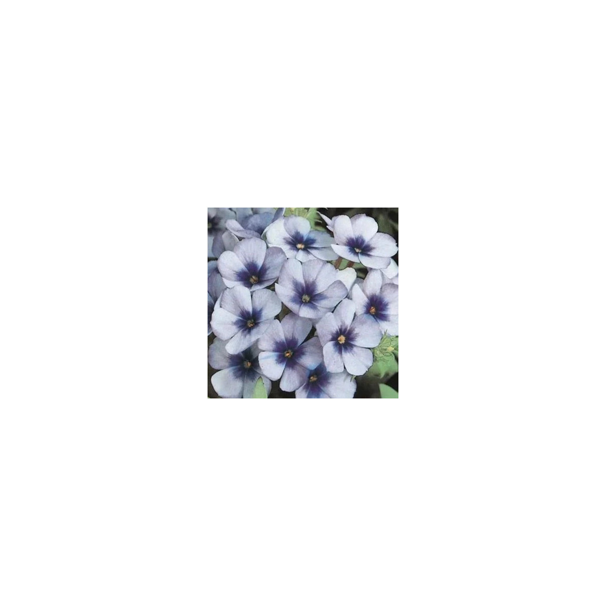 Plamienka Dolly F1 Sky Blue - Phlox drummondii - predaj semien - 50 ks