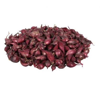 Cibuľa sadzačka Romy jarná - Allium cepa - predaj cibule - 500 g
