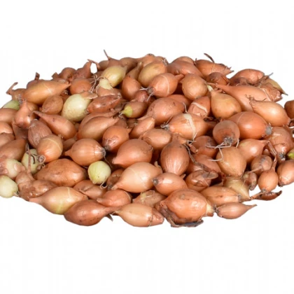 Cibuľa sadzačka žltá Hercules - Allium Cepa - predaj cibule - 500 g