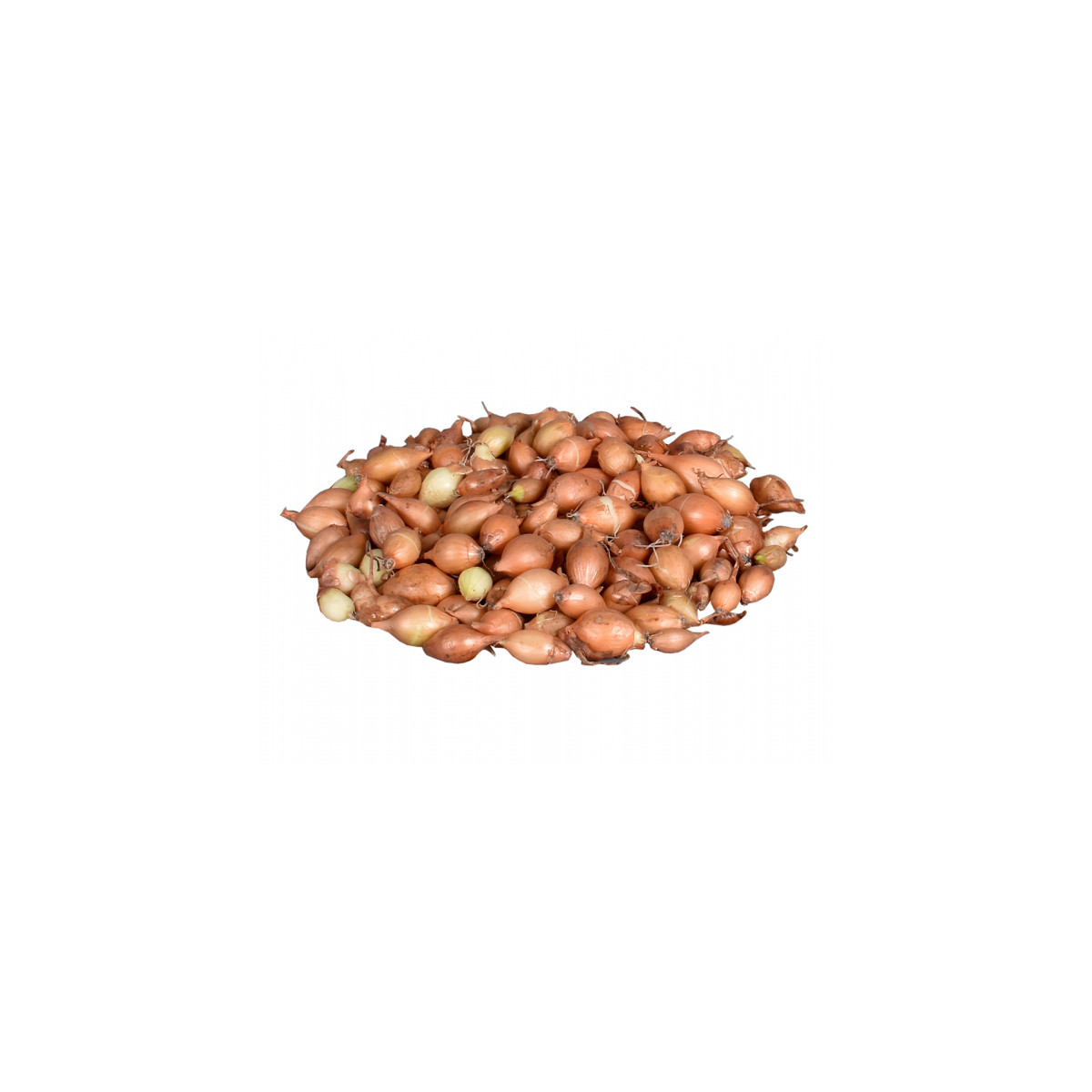Cibuľa sadzačka žltá Hercules - Allium Cepa - predaj cibule - 500 g
