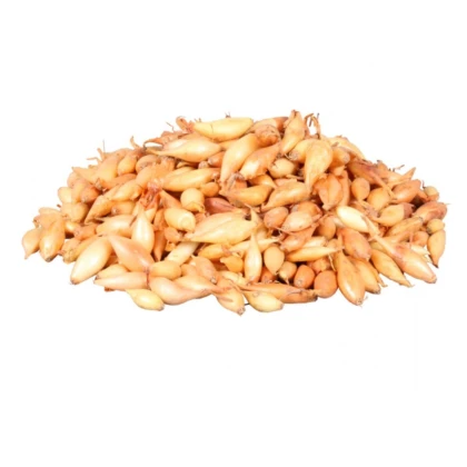 Cibuľa sadzačka Birnformige - Allium cepa - predaj cibuliek - 500 g