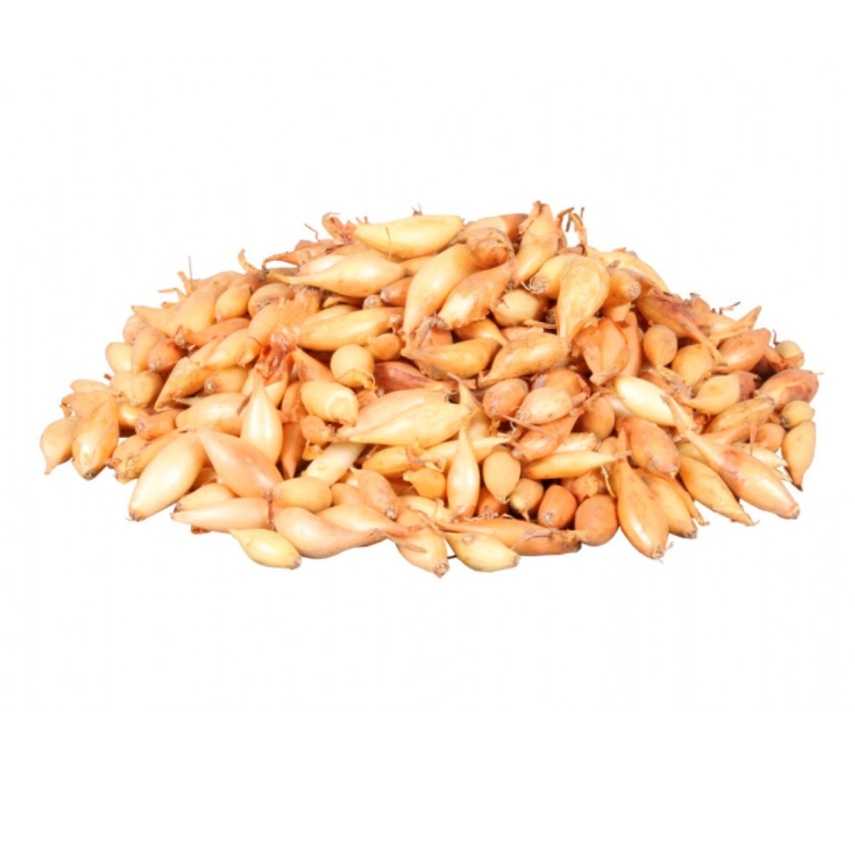 Cibuľa sadzačka Birnformige - Allium cepa - predaj cibuliek - 500 g