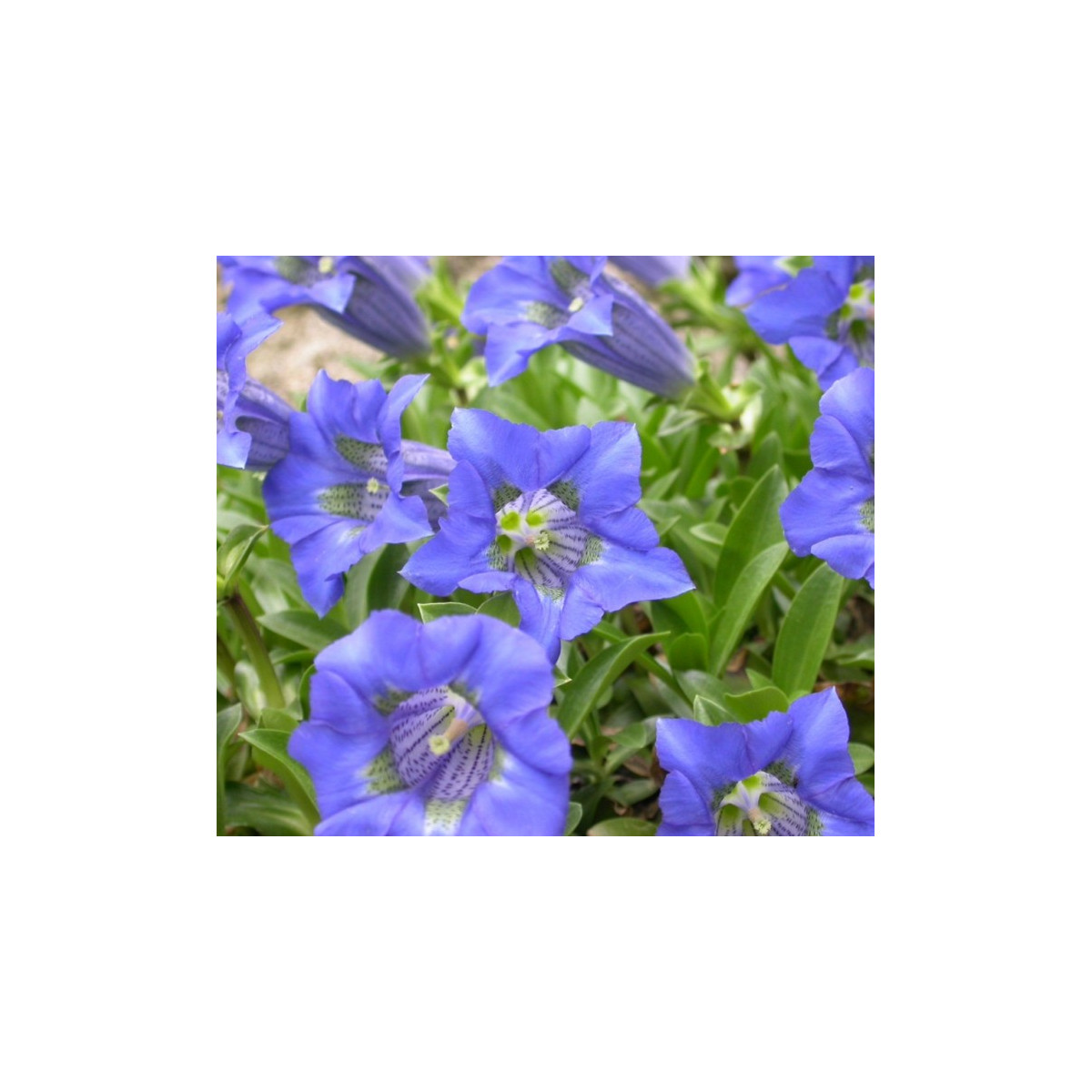Horec úzkolistý - Gentiana angustifolia - semiačka - 8 ks