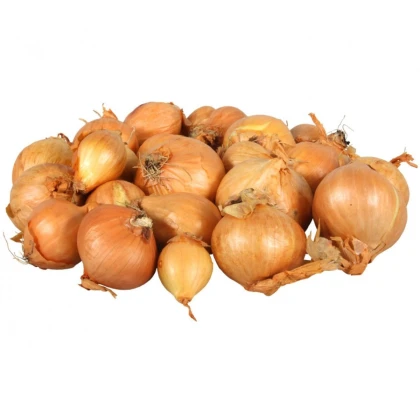 Cibuľa šalotka Golden Gourmet - Allium cepa - predaj cibule - 500 g