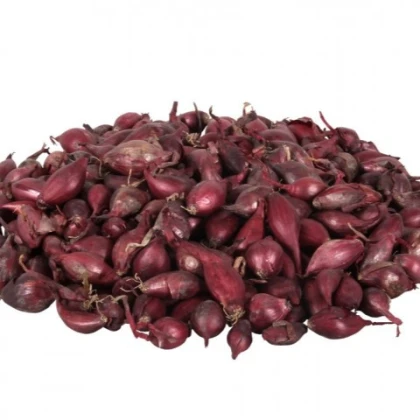 Cibuľa sadzačka Rómy - Allium cepa - predaj cibuliek - 250 g