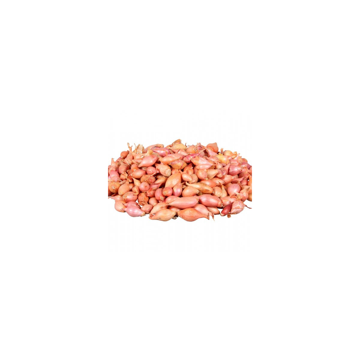 Cibuľa sadzačka Rosanna - Allium cepa - predaj cibuliek - 250 g