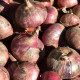 Cibuľa sadzačka Rosanna - Allium cepa - predaj cibuliek - 250 g