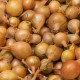 Cibuľa sadzačka Sturon - Allium cepa - predaj cibuliek - 250 g