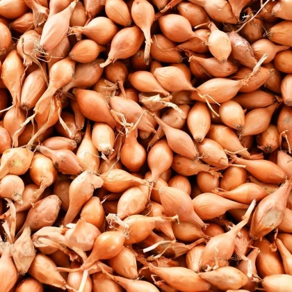 Cibuľa sadzačka Corrado F1 - Allium cepa - predaj cibuliek - 250 g