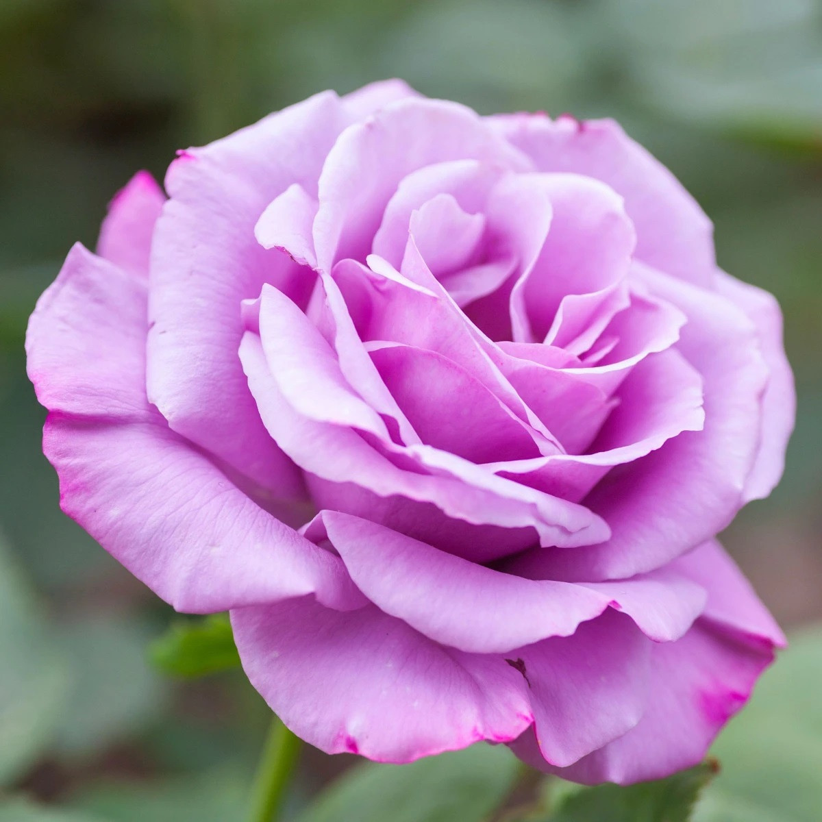 Ruža veľkokvetá kríčková fialová - Rosa - voľnokorenné sadeničky ruží - 1 ks