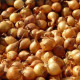 Cibuľa sadzačka Všetana - Allium cepa - predaj cibuliek - 500 g