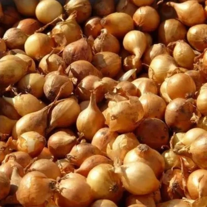 Cibuľa sadzačka Všetana - Allium cepa - predaj cibuliek - 500 g