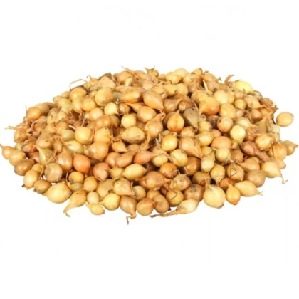 Cibuľa sadzačka Štutgart - Allium cepa - predaj cibule - 500 g
