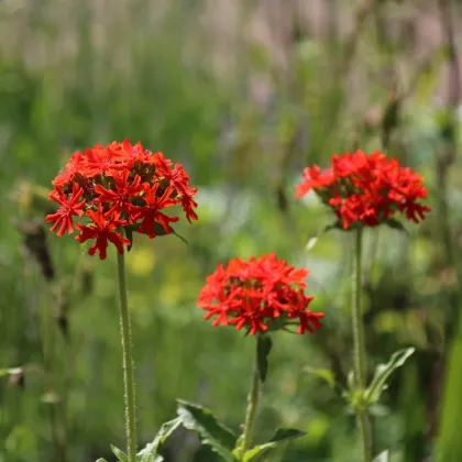 Kohútik chalcedonský - Lychnis chalcedonica - semiačka - 50 ks