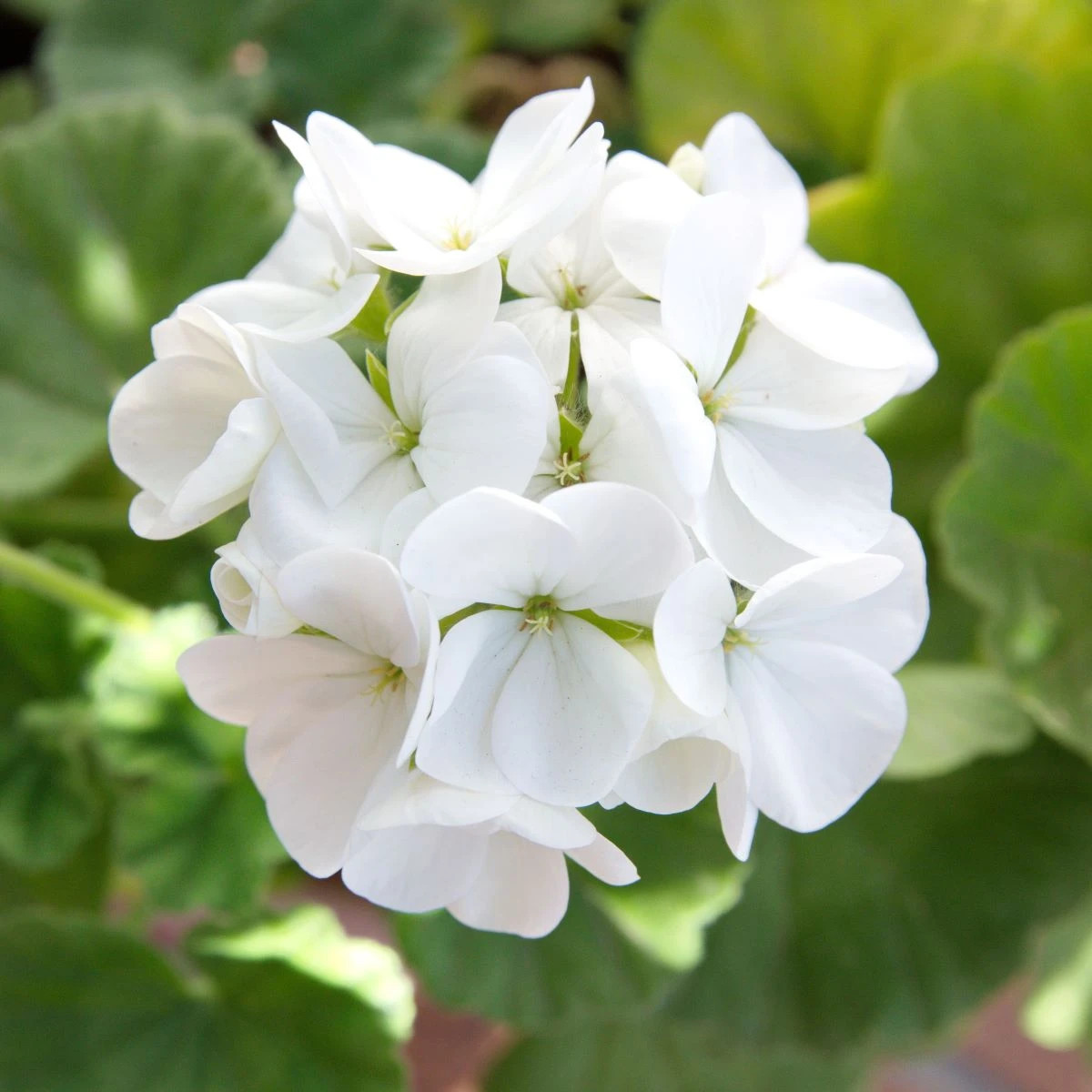 Muškát páskatý Blanka F1 – Pelargonium zonale – predaj semien muškátu