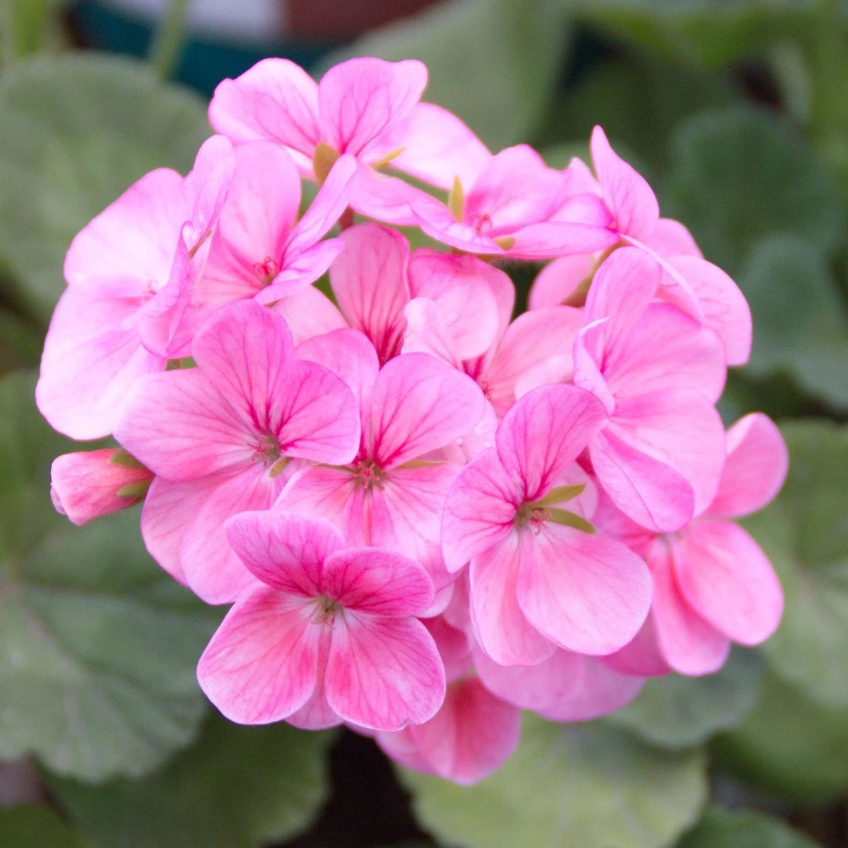 Muškát páskatý Jarka F1 – Pelargonium zonale – predaj semien muškátu