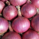 Cibuľa sadzačka Karmen - Allium cepa - predaj cibuliek - 500 g