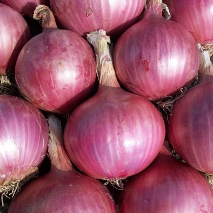 Cibuľa sadzačka Karmen - Allium cepa - predaj cibuliek - 500 g