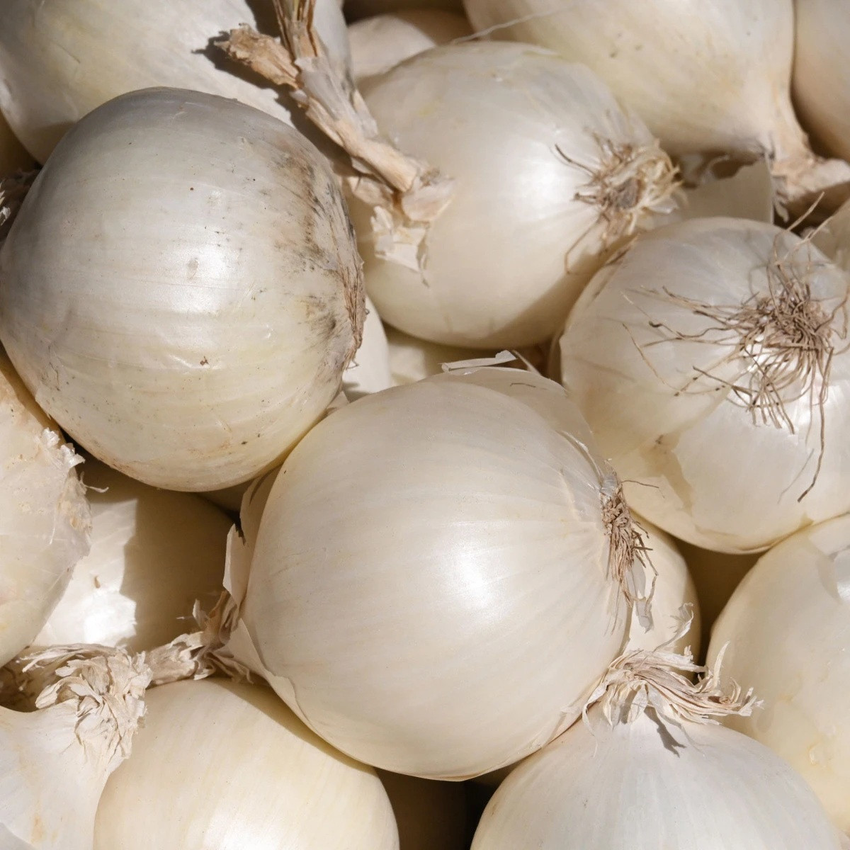 Cibuľa sadzačka Snowball - Allium cepa - predaj cibuliek - 500 g