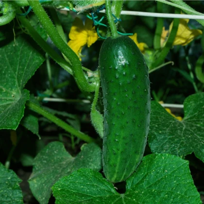 Uhorka Najada F1 - Cucumis sativus - predaj semien - 15 ks