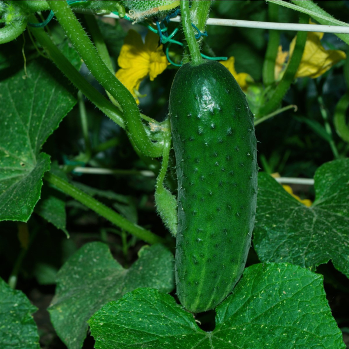 Uhorka Najada F1 - Cucumis sativus - predaj semien - 15 ks