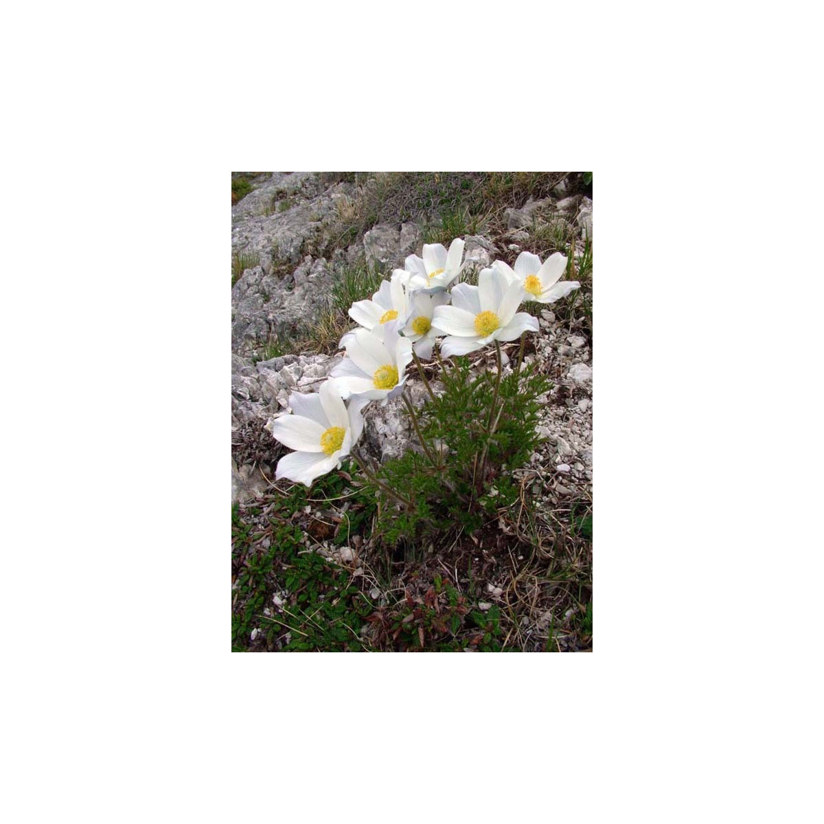 Poniklec alpský - Pulsatilla alpina - semiačka - 10 ks