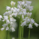 Scila zvonkovitá biela - Scilla campanulata - predaj cibuľovín - 3 ks