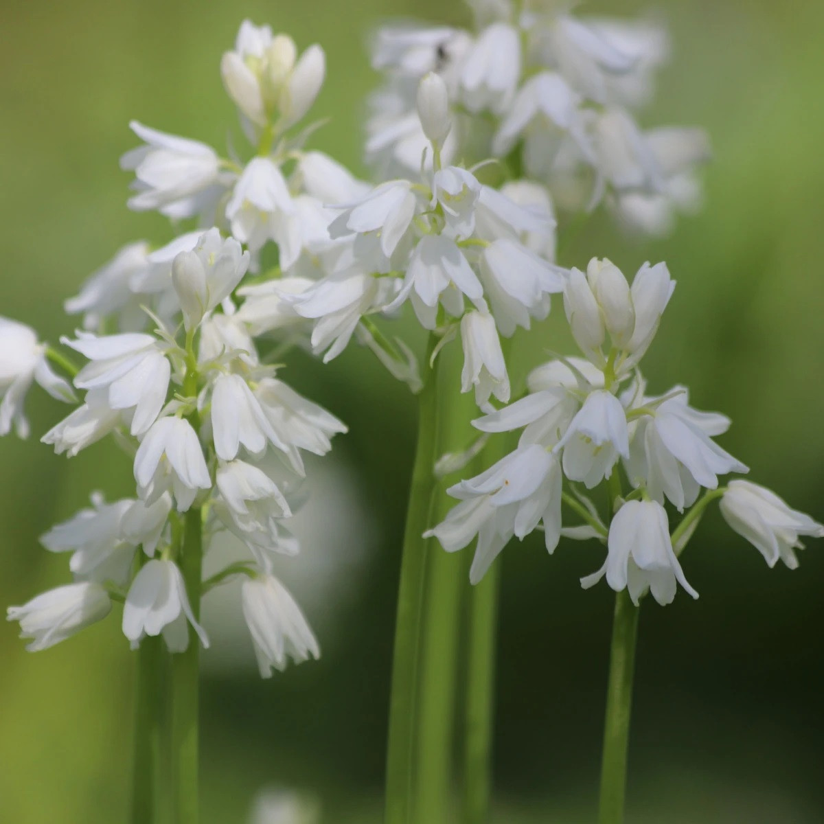 Scila zvonkovitá biela - Scilla campanulata - predaj cibuľovín - 3 ks