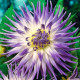 Georgína Veritable - Dahlia - predaj cibuľovín - 1 ks