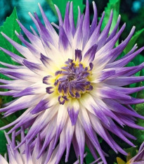 Georgína Veritable - Dahlia - predaj cibuľovín - 1 ks