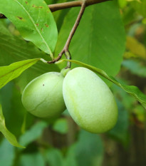 Indiánský banán - Paw Paw - Asimina triloba - predaj semien - 4 ks