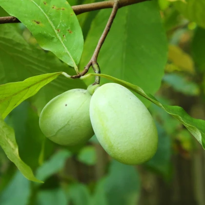 Indiánský banán - Paw Paw - Asimina triloba - predaj semien - 4 ks