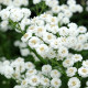 Rebríček Bertrámový Perla - Achillea ptarmica - semiačka - 200 ks
