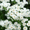 Rebríček Bertrámový Perla - Achillea ptarmica - semiačka - 200 ks