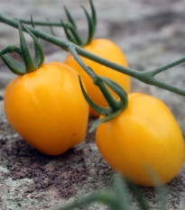 Paradajka tyčková Appleberry F1 PhR žltá - Solanum lycopersicum - predaj semien - 7 ks