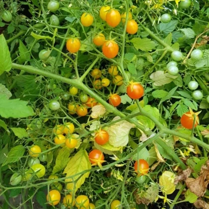 Paradajka kríčková Microberry - Solanum lycopersicum - predaj semien - 6 ks