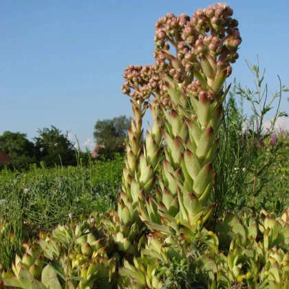 Skalnica strechová - Sempervivum tectorum - predaj semien - 30 ks