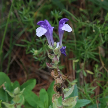 Šišiak alpský - Scutellaria alpina - predaj semien - 15 ks