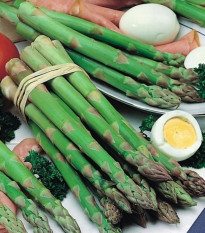 Špargľa Gijnlim - Asparagus officinalis - voľnokorenné sadenice špargle - 1 ks