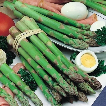 Špargľa Gijnlim - Asparagus officinalis - voľnokorenné sadenice špargle - 1 ks
