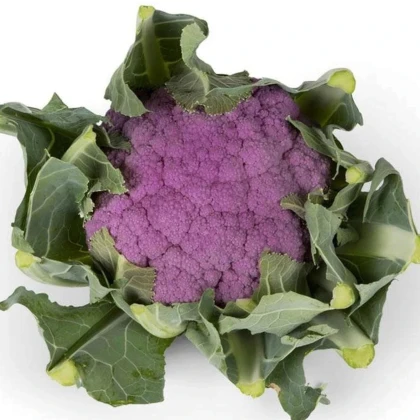 Karfiol Purpurina F1 - Brassica oleracea - predaj semien - 10 ks
